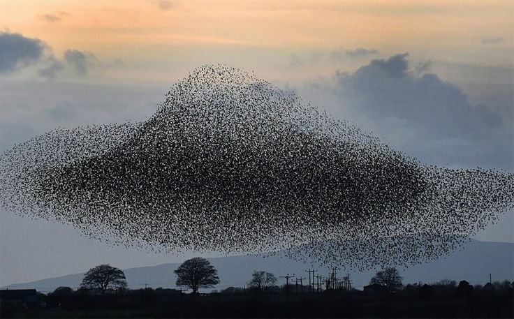 Swarm Intelligence Concepts, Applications, and Future Scope